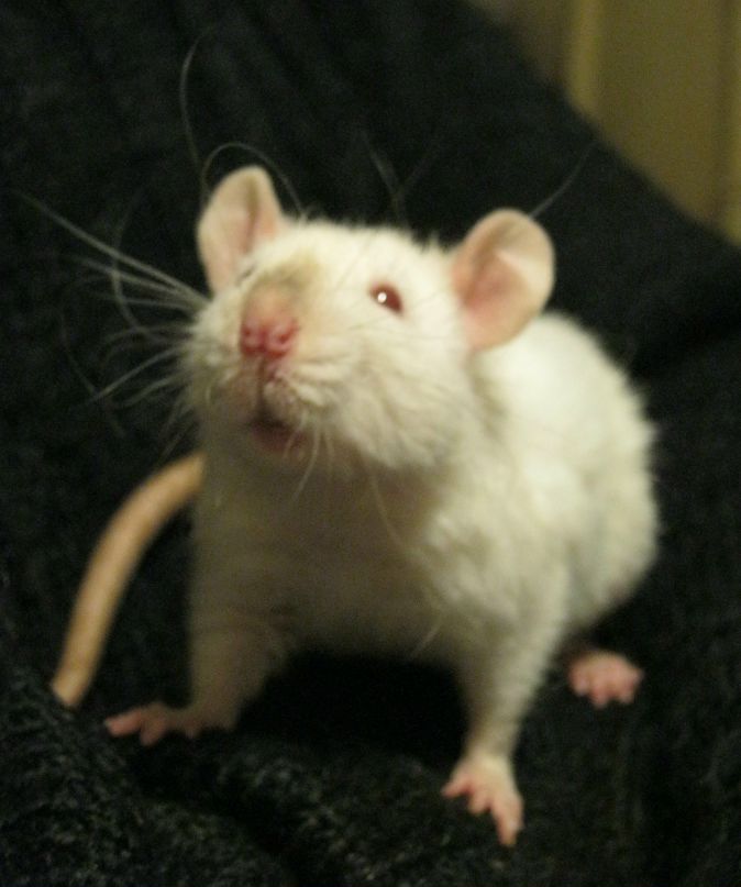 Юлия Совская Тигр | Киев