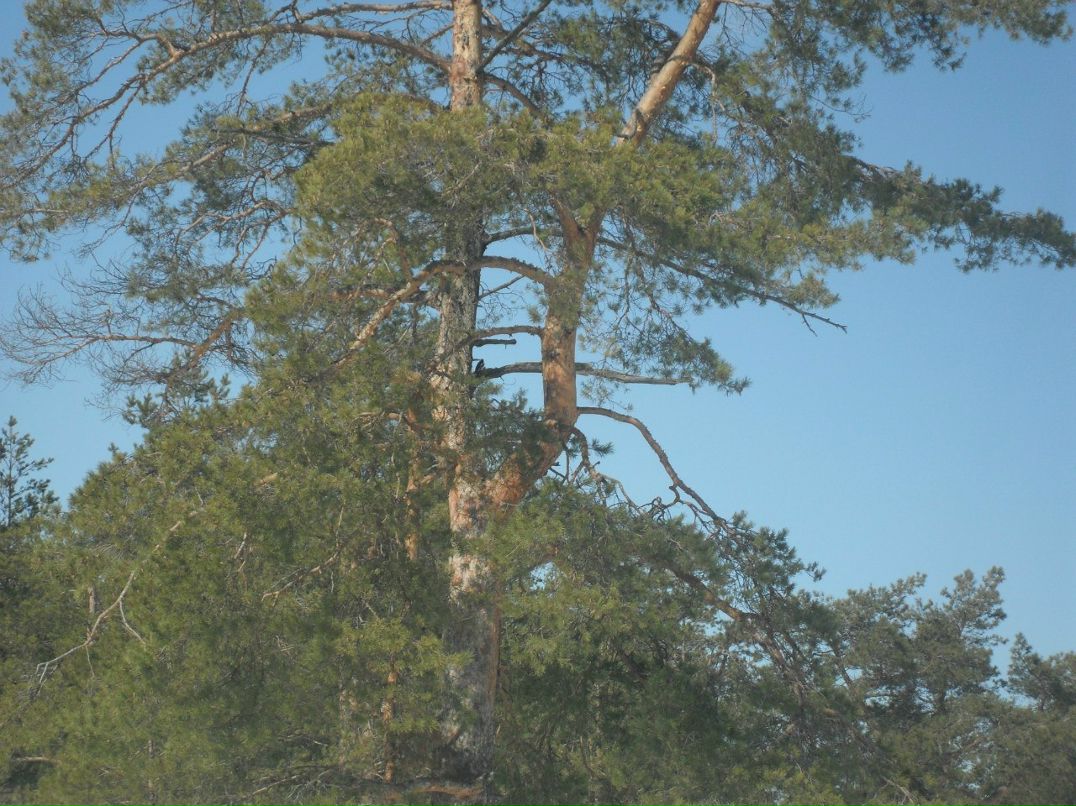 Сергей Михайлов | Владимир