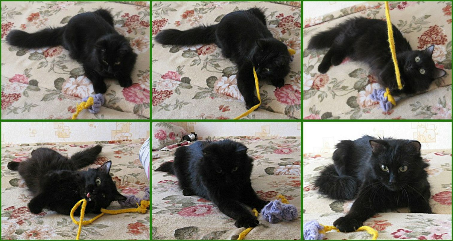 Lynx Yelloweyes with | Екатеринбург