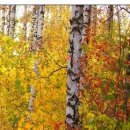 №12, Олег Водинов, Череповец №12, Олег Водинов, Череповец