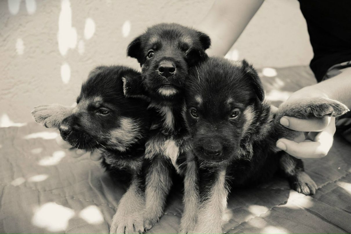 Александр Джанов | Николаев