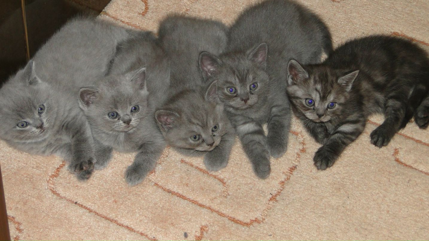 Роман Волосков | Санкт-Петербург