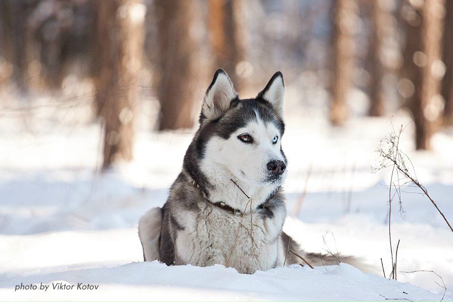 Виктор Котов .:.ФОТОГРАФ.:. | Киев