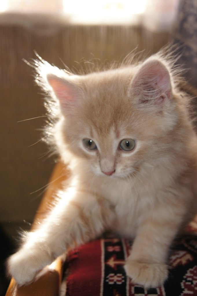 Игорь Рощин | Великий Новгород