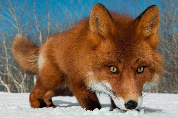 Ирина Ордина | 