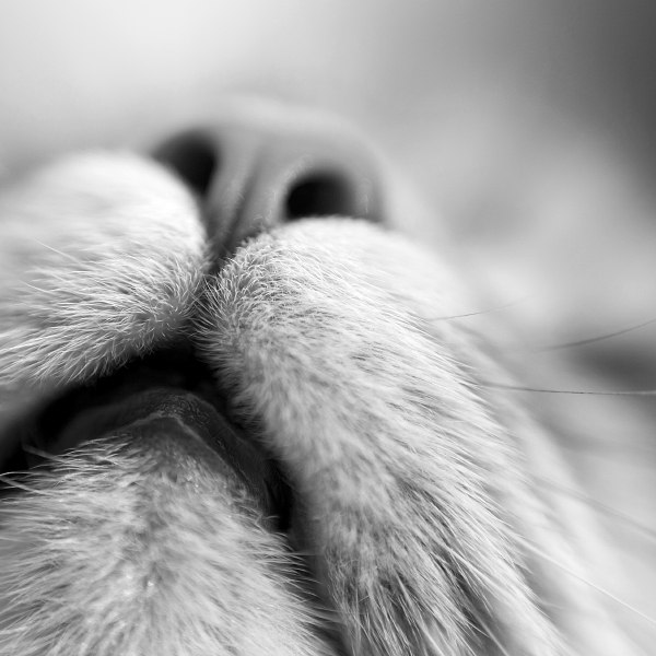 Максим П. | Göttingen