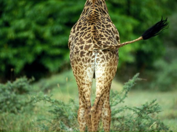 №3, Леночка Гайдаєнко, 01.11.1990, Киев №3, Леночка Гайдаєнко, 01.11.1990, Киев