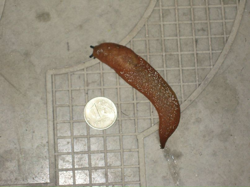 Сергей Саломатов | Кострома