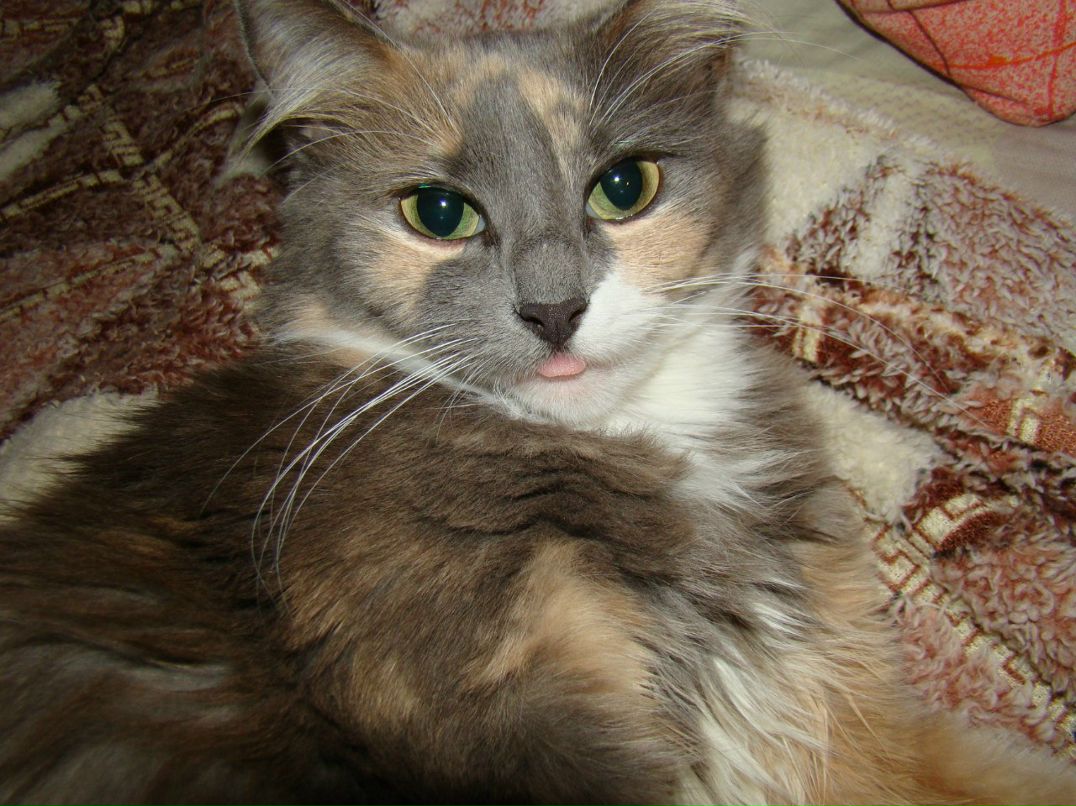 Анна Савельева | 