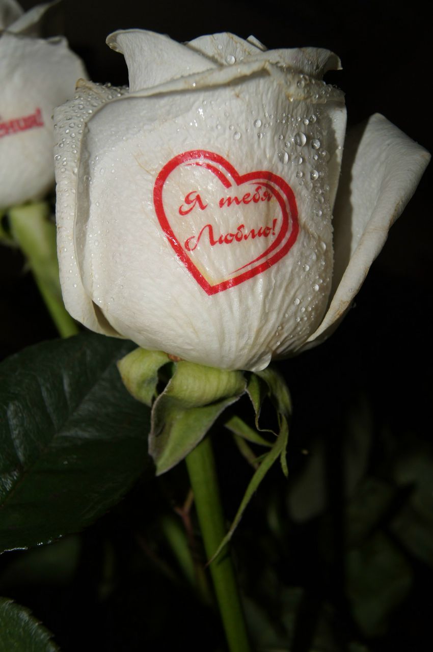 Анастасия Михалевич | 