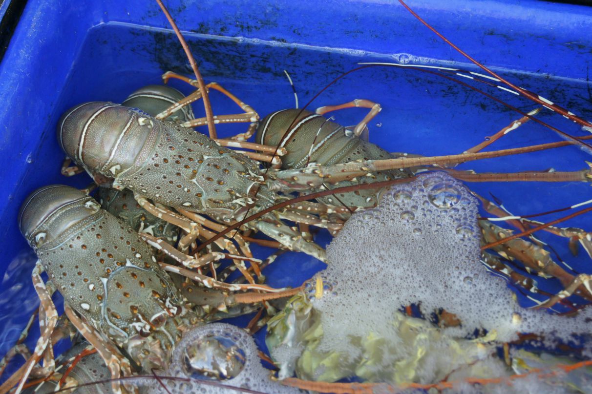 Ярослав Морозенков Fara | Владивосток