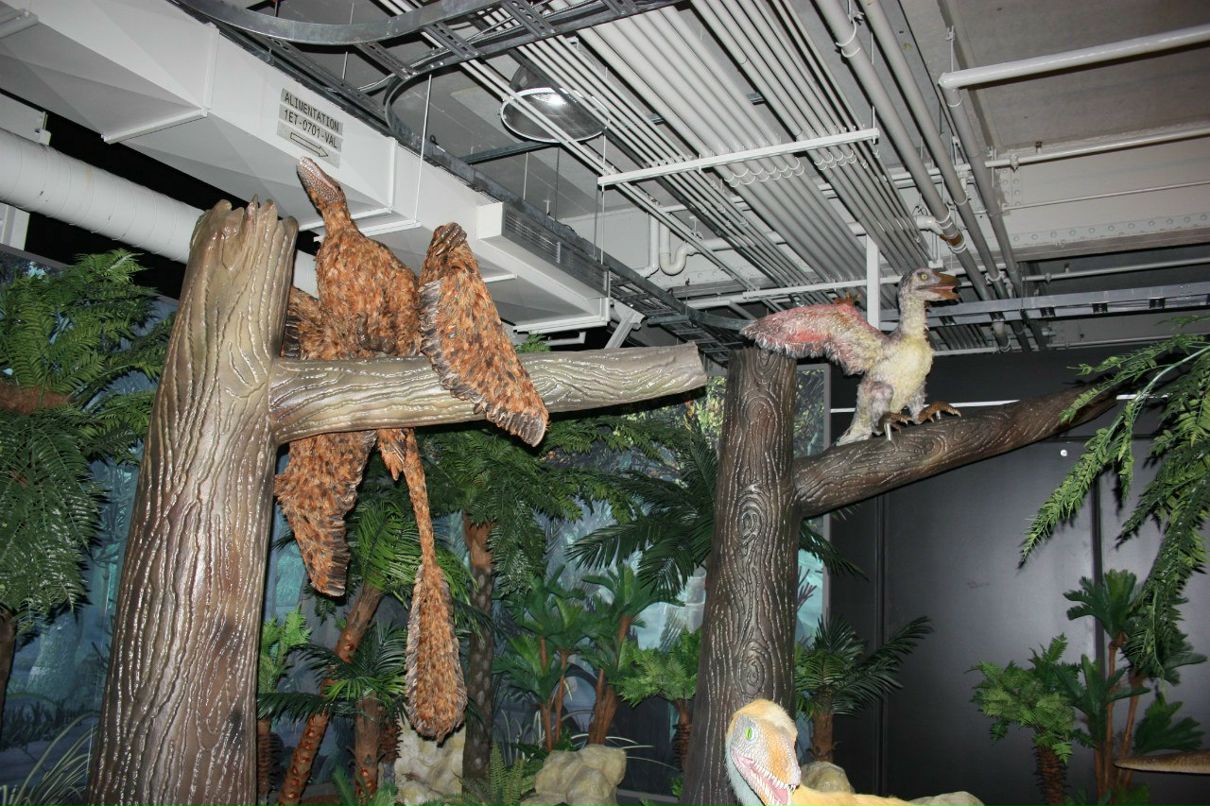 Светлана Димитрашко | Montréal