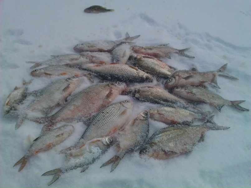 Инна Воротникова | Тула