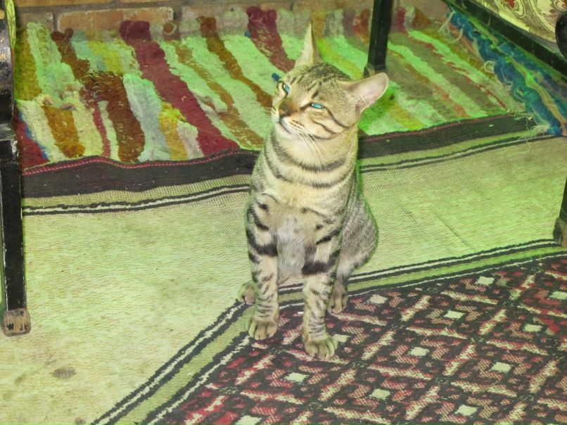 Алексей Петров 