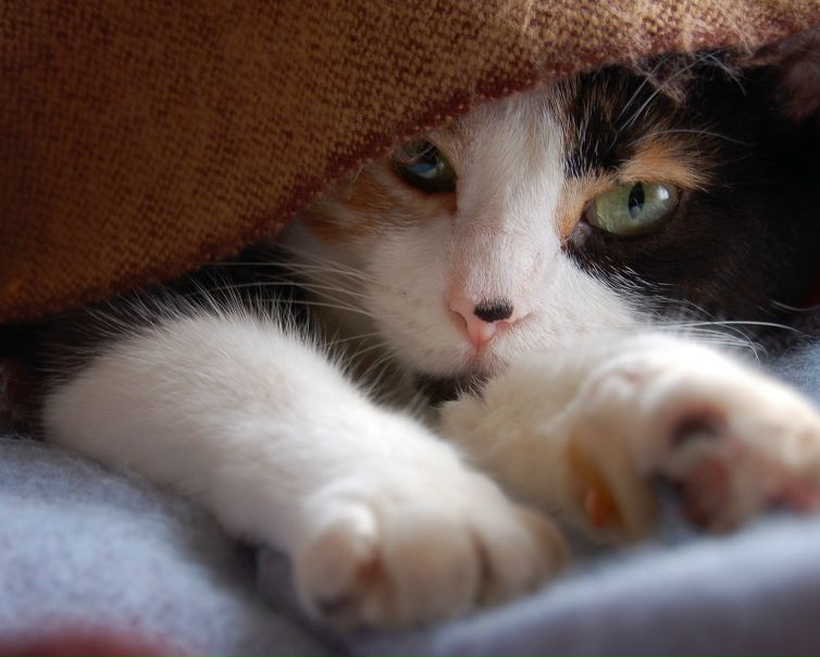 №7, Анюта Бутенко, Киев №7, Анюта Бутенко, Киев