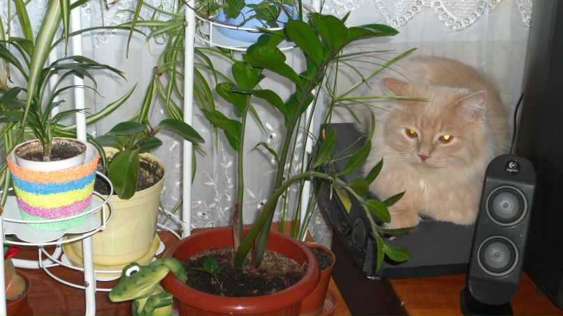 Анастасия Олийнык | Ровно