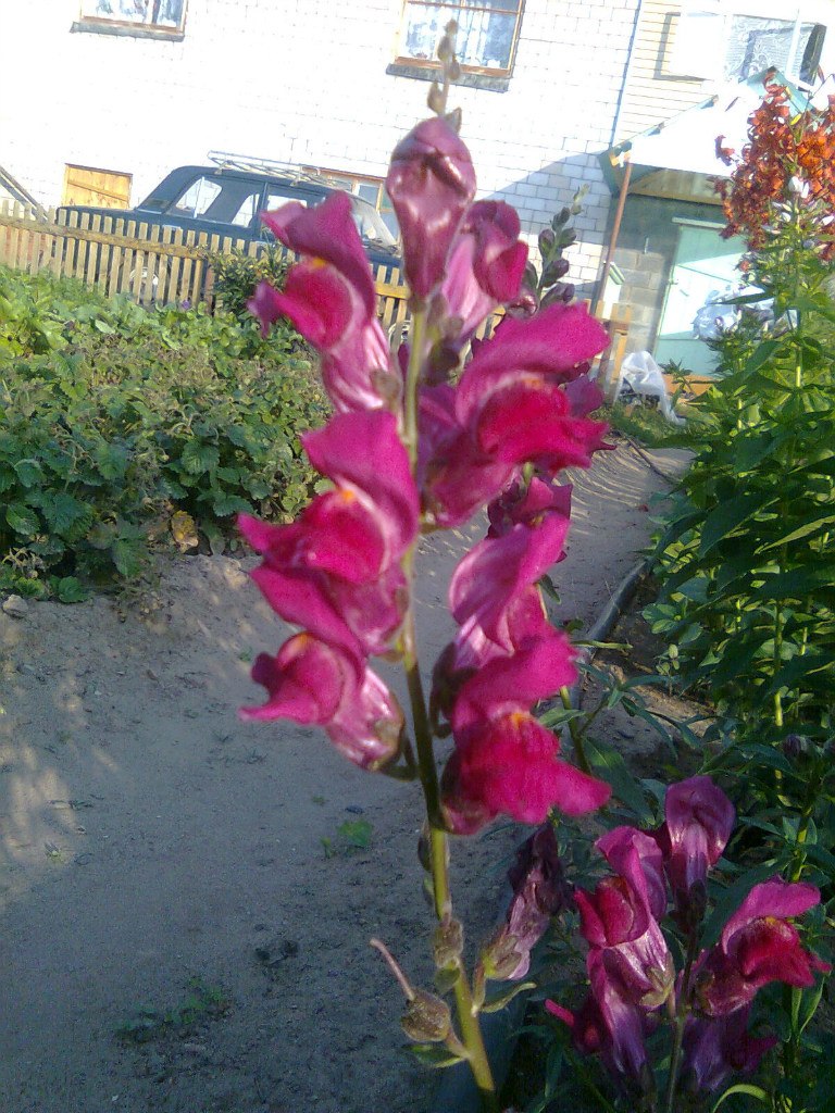 Мальвина Кудрявцева | Ижевск