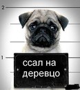Фотография Белого Влада