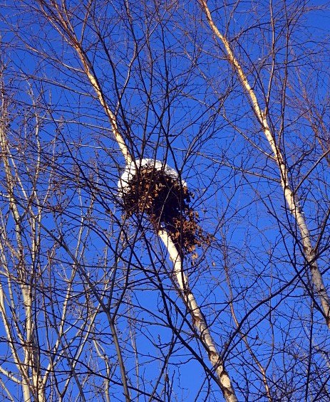 Наталья Кудрявцева | Сургут