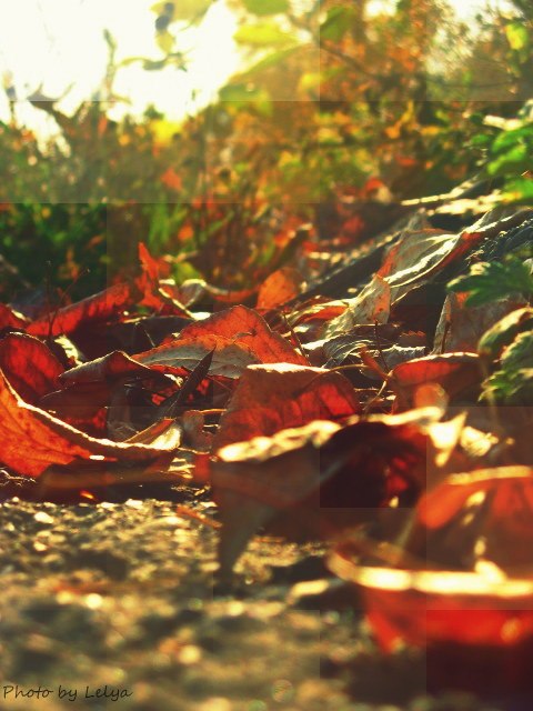 Ольга Щелочкова | Новокузнецк