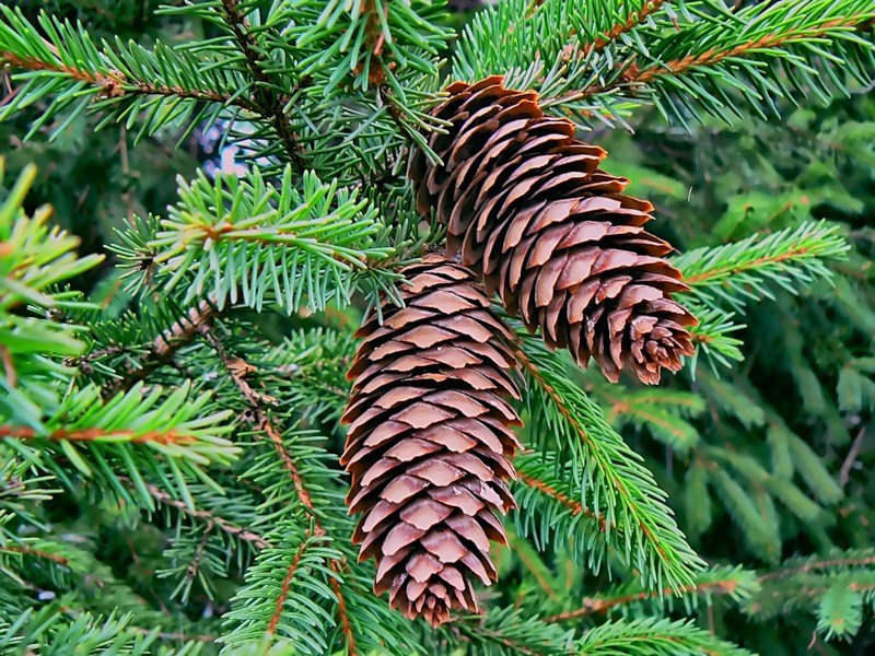 Макс Козлов 420™ | Мурманск