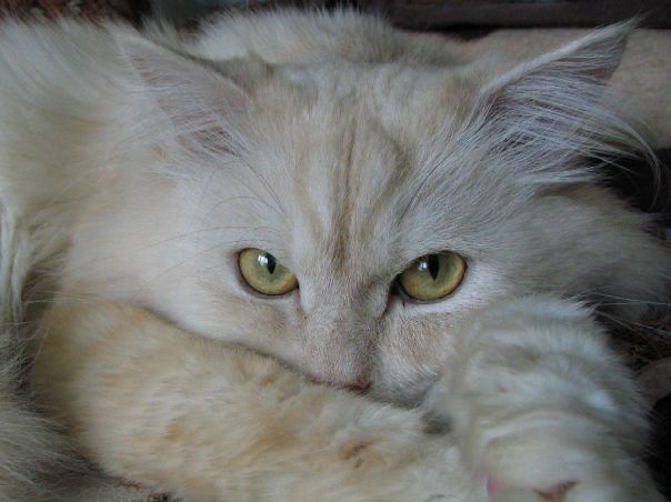 №62, Анастасия Ольховая, Москва №62, Анастасия Ольховая, Москва