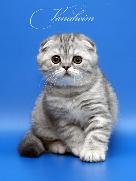 Катюшка Кантаурова | Астрахань