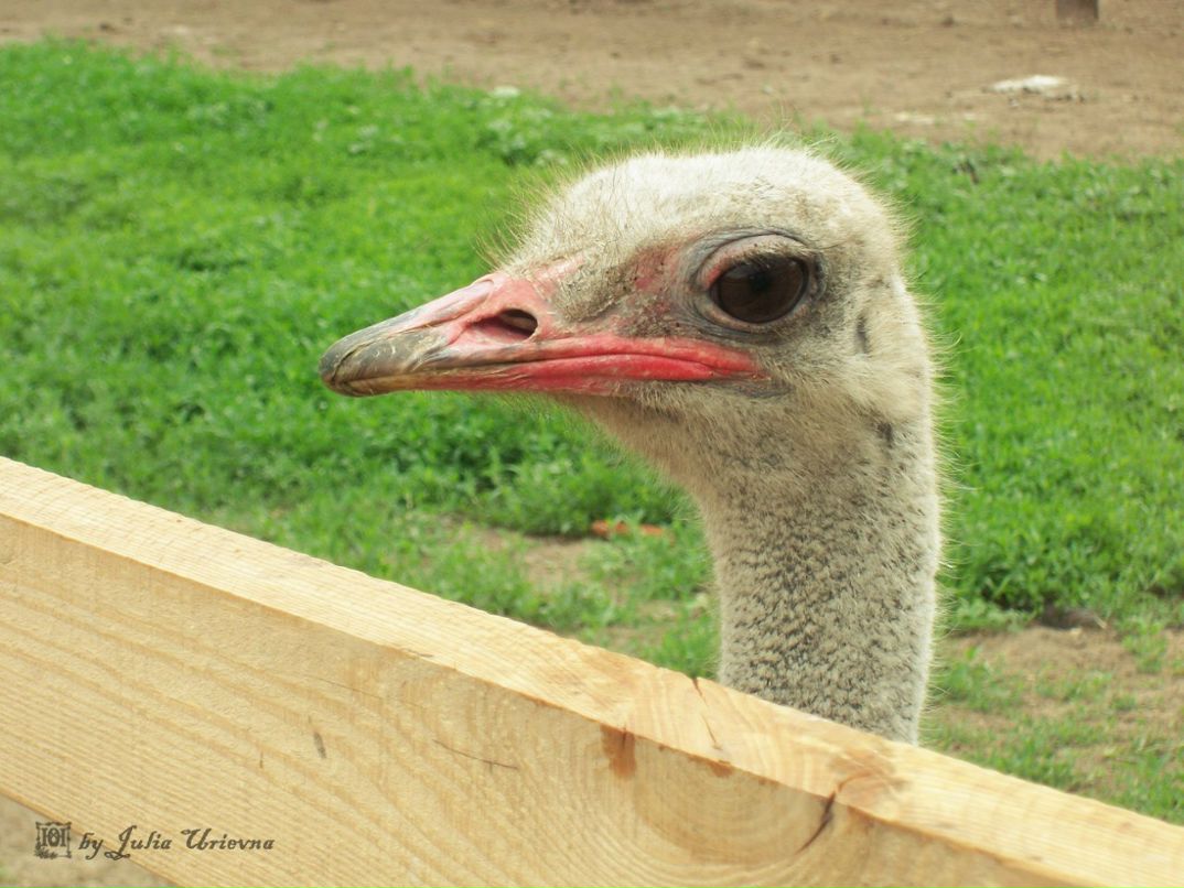 Юлия Юрьевна ˜”*°•ВрЕдИнА•°*”˜ | Carrick-on-Shannon