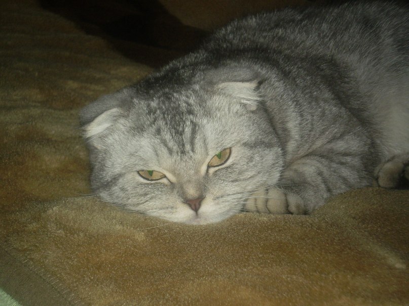 Инна Лисишина | 