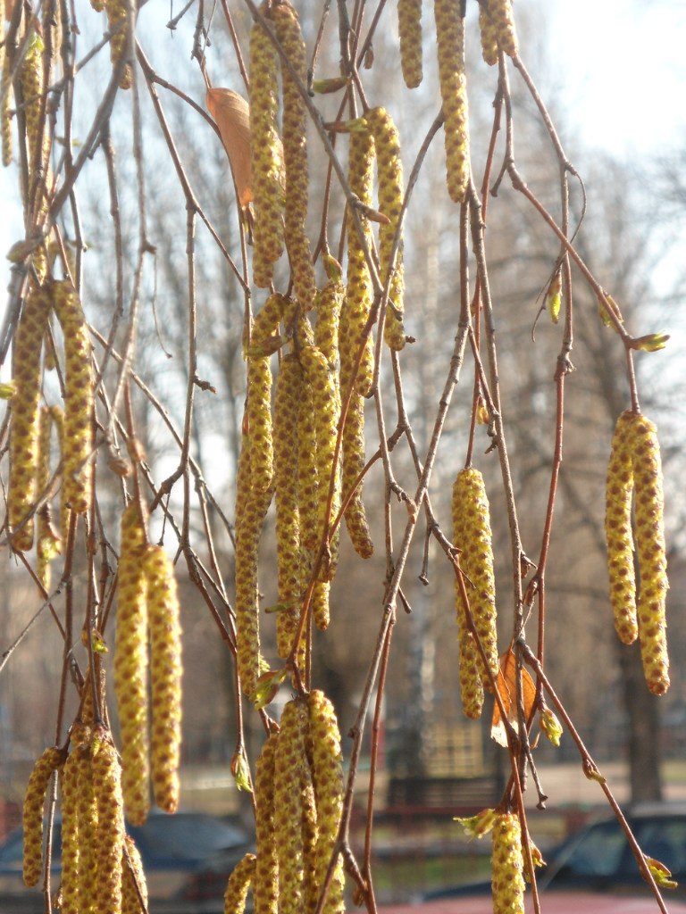 Валентина Чайка | Киев