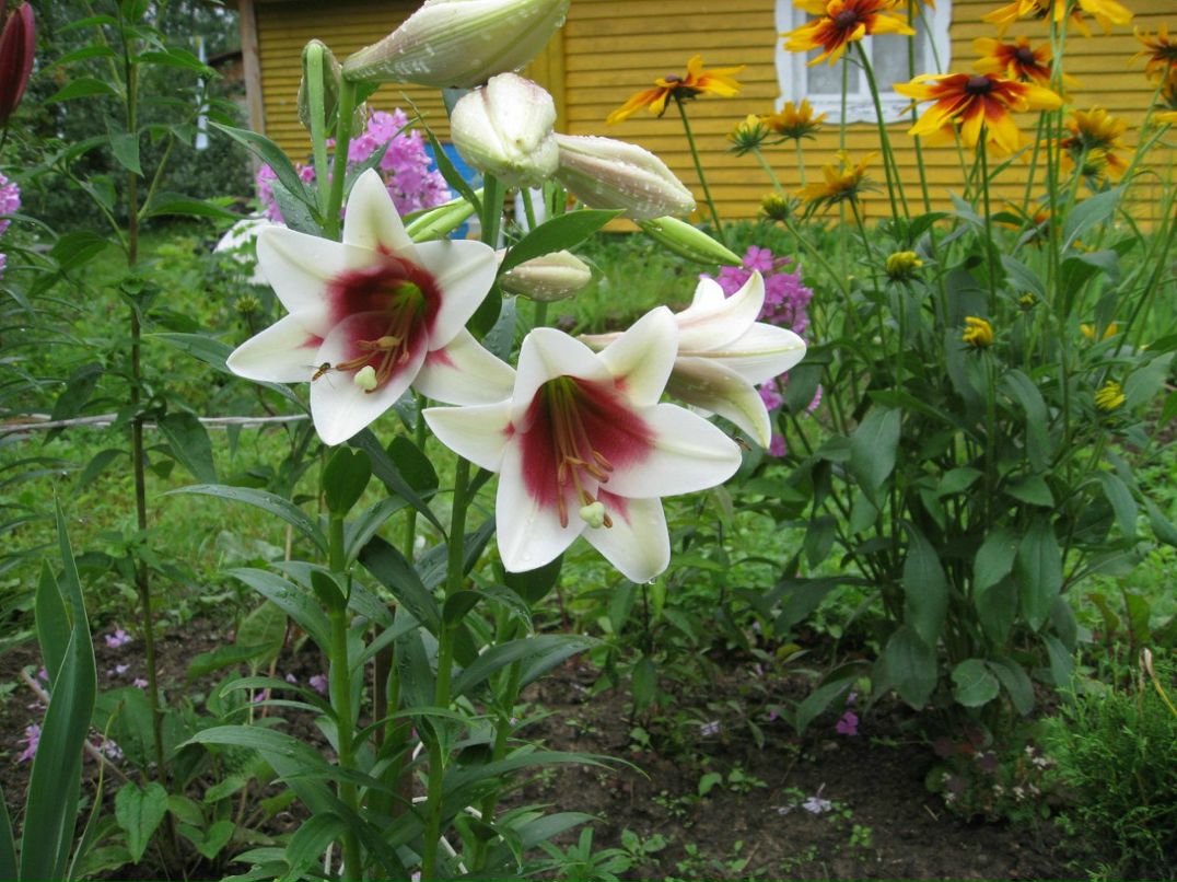 Евгения Рослякова | Санкт-Петербург