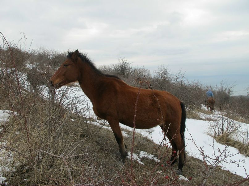 Игорь Баженов | 