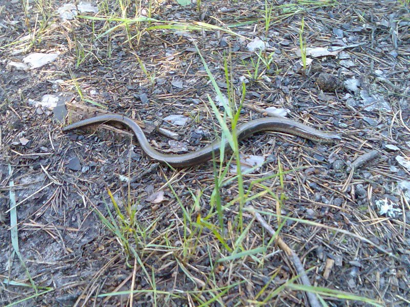 Алексей Авраменко | Круглое