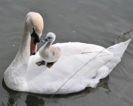 Тамара Елисеева Tunica | Москва