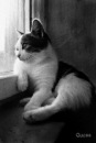 Фотография Кочетковой Анжелы