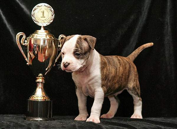 Константин Мигов | Санкт-Петербург