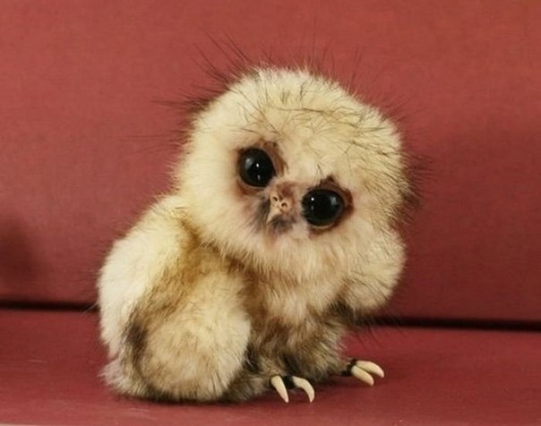 Лидия Коваленко | Trondheim