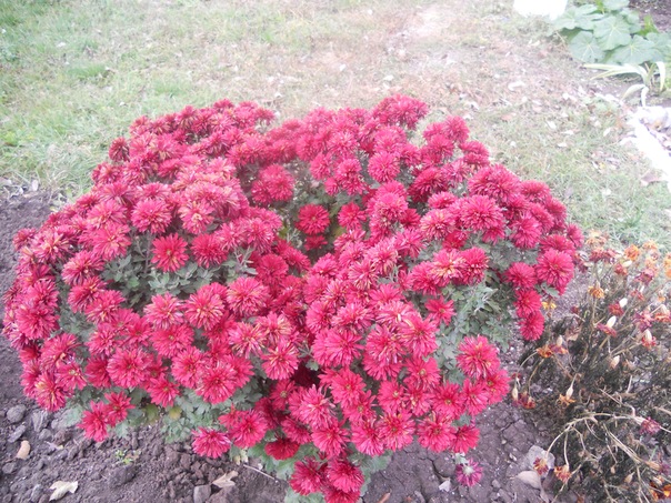 №20, Света Асанова №20, Света Асанова