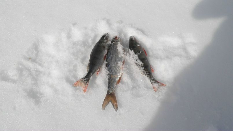 Игорь Рычков | Вологда