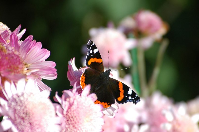 Оксана Рыжкова ...Silence... | 