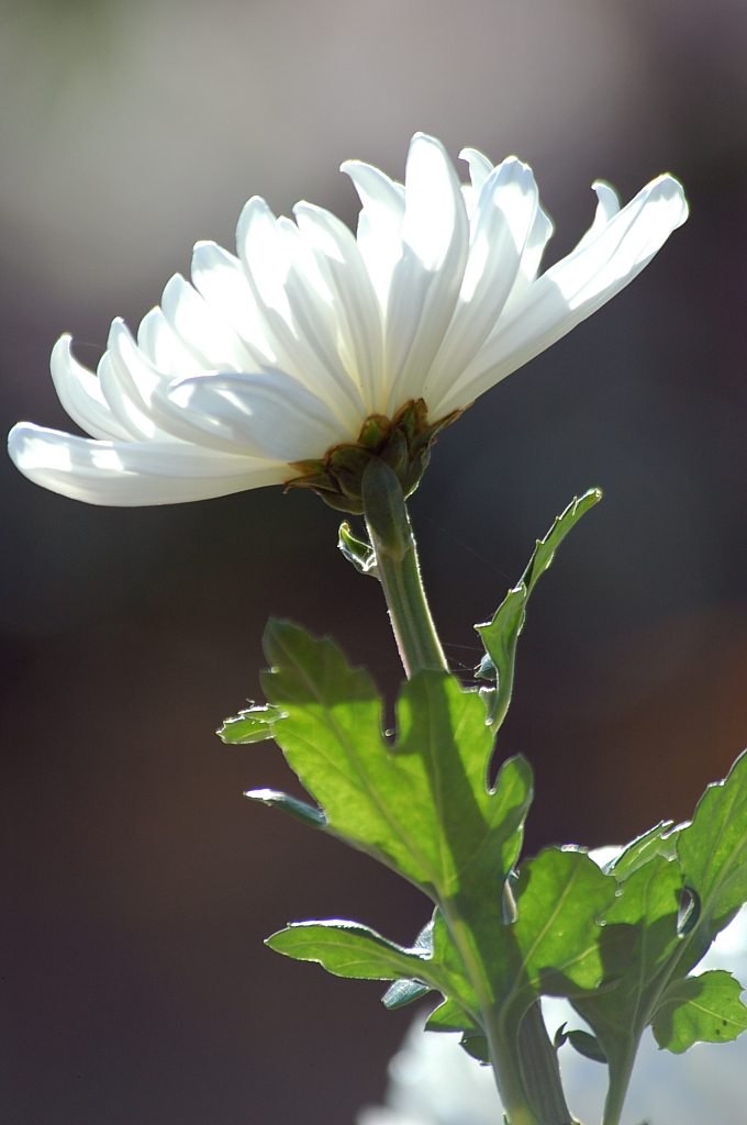 Оксана Рыжкова ...Silence... | 