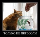 №12, Фатима Мальсагова, Ростов-на-Дону №12, Фатима Мальсагова, Ростов-на-Дону