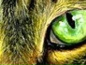 Марина Мельник | Киев