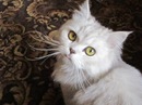 Фотография Пуфичек Котиков
