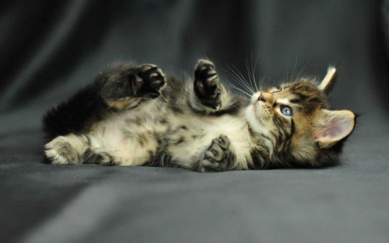 Кристина Шаульская | Оренбург