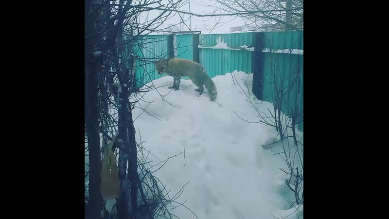 VID_19870423_124935_831.mp4