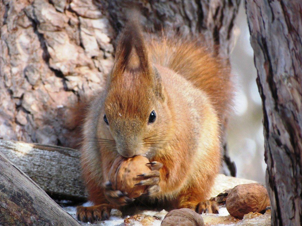 Филипп Никбар | Санкт-Петербург