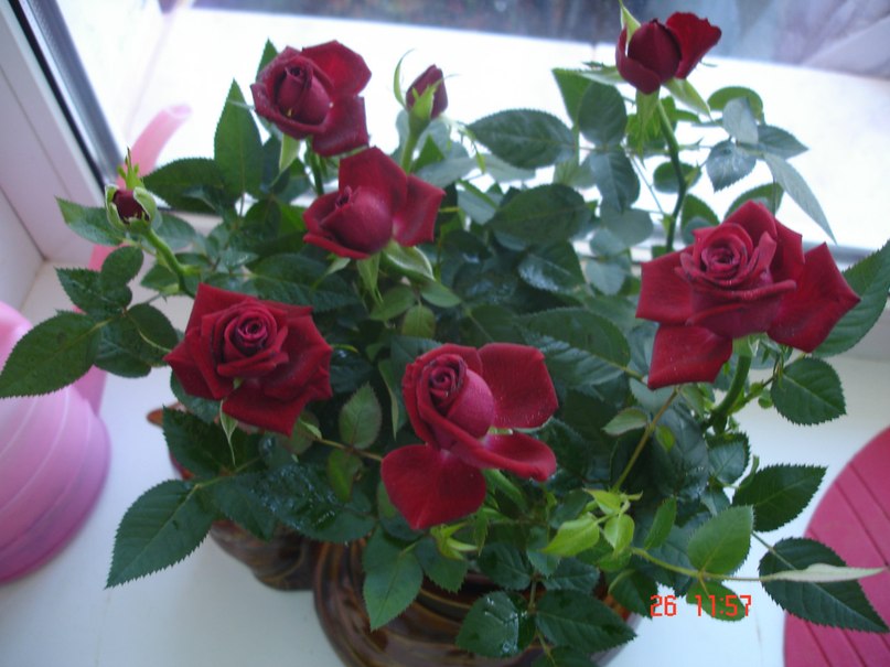 Алина Чужая | Москва