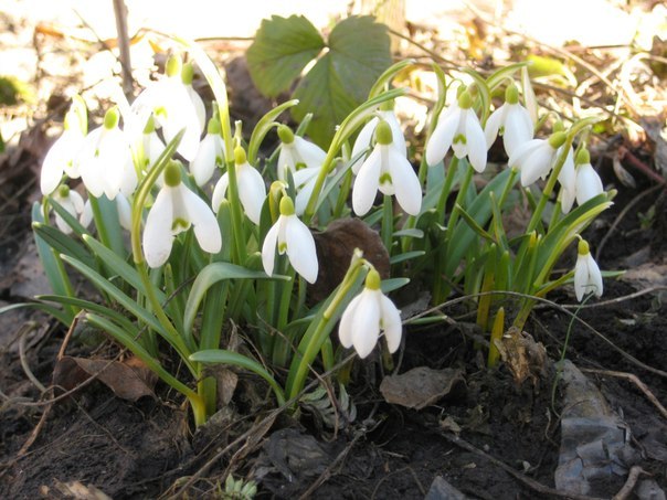 Инна Кострицкая | Хмельницкий