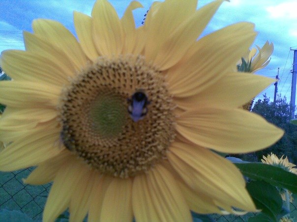 Оля Балабан | Киев